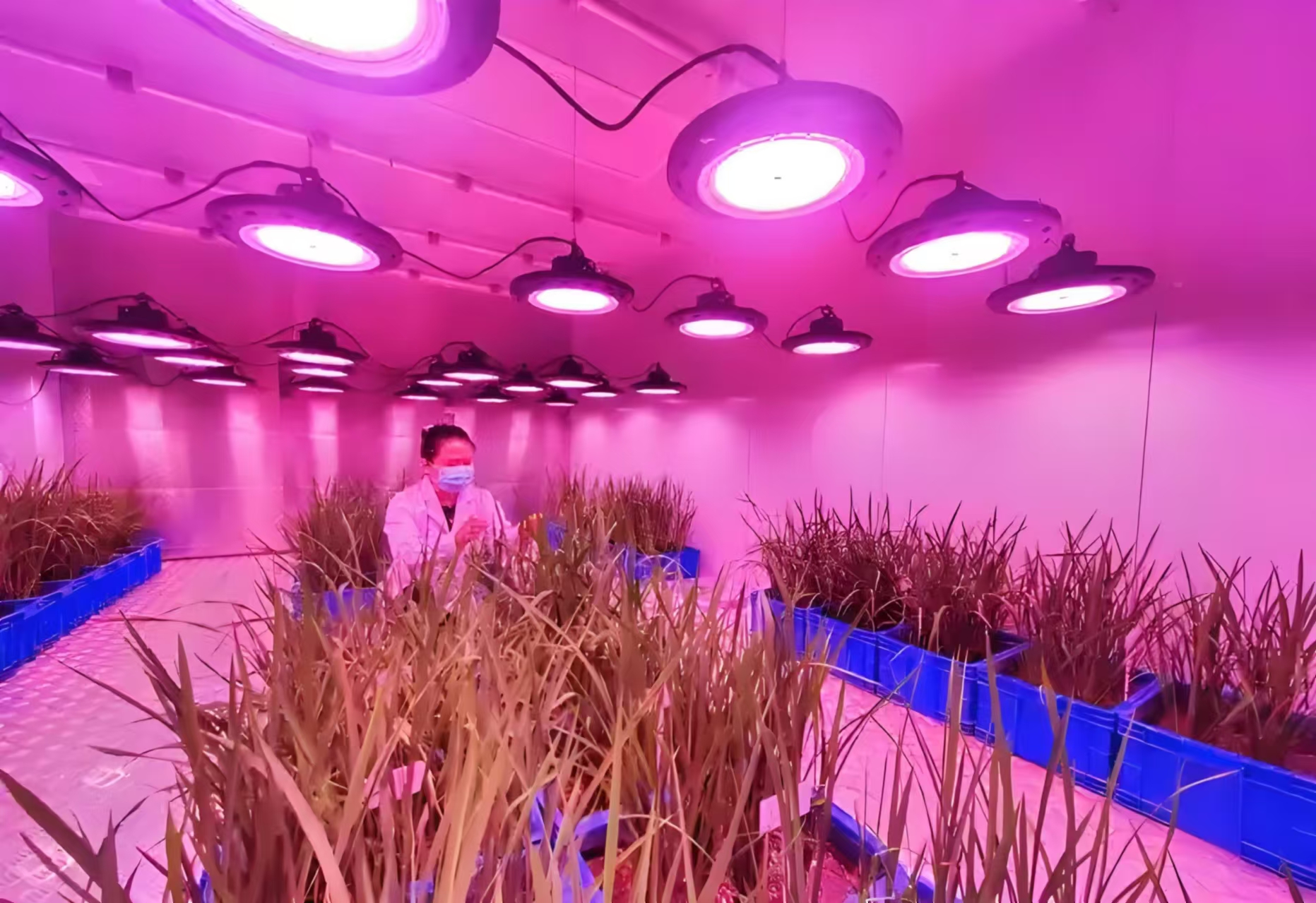 门头沟人工气候室在农业领域的应用